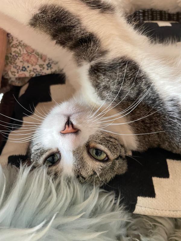 Pebbles