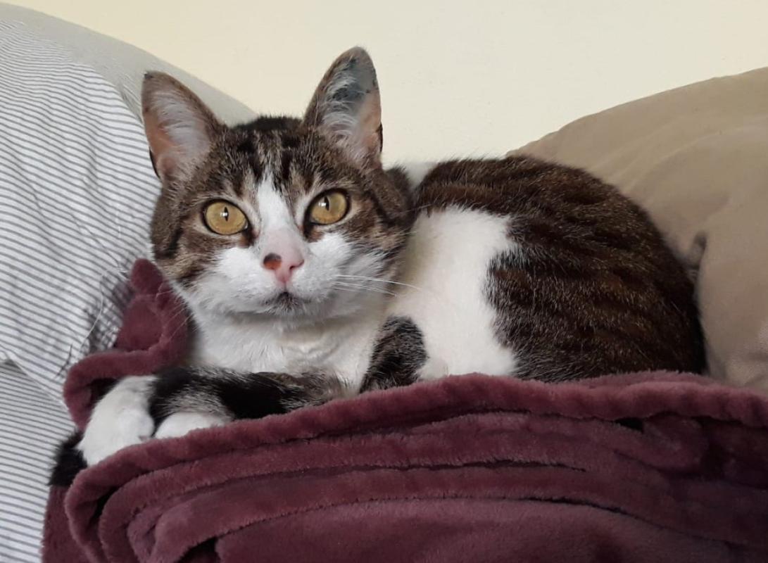 Lulu