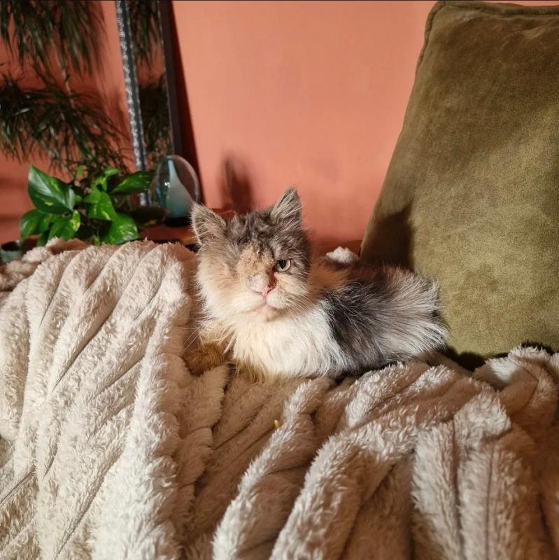 Maya