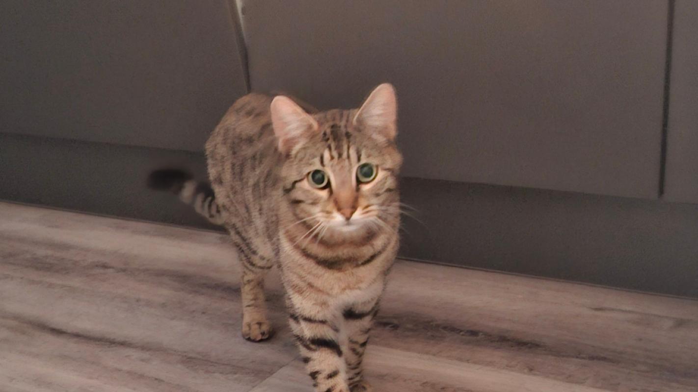 Simba