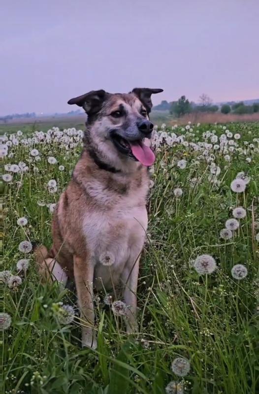 Floki