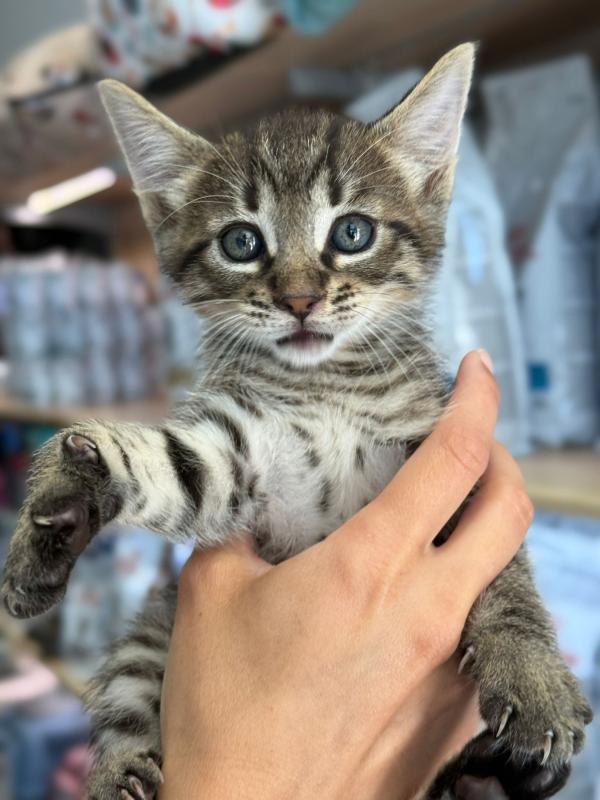 Carlos