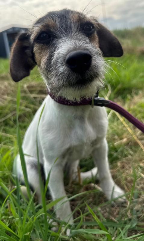 Nova