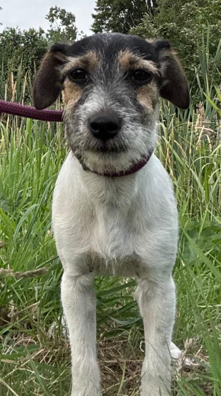 Nova