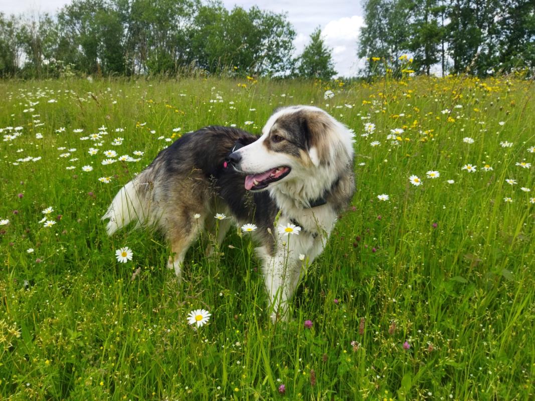 Stella