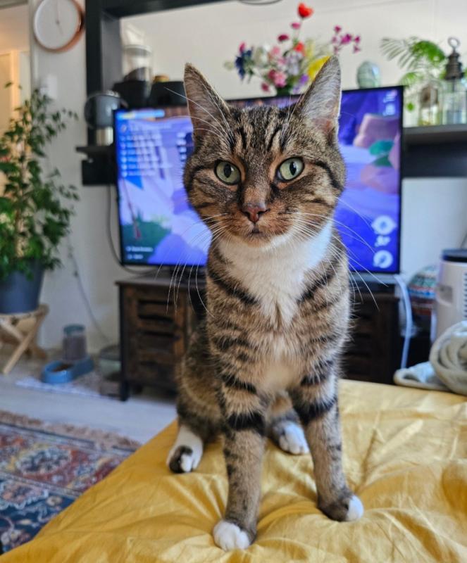Astro
