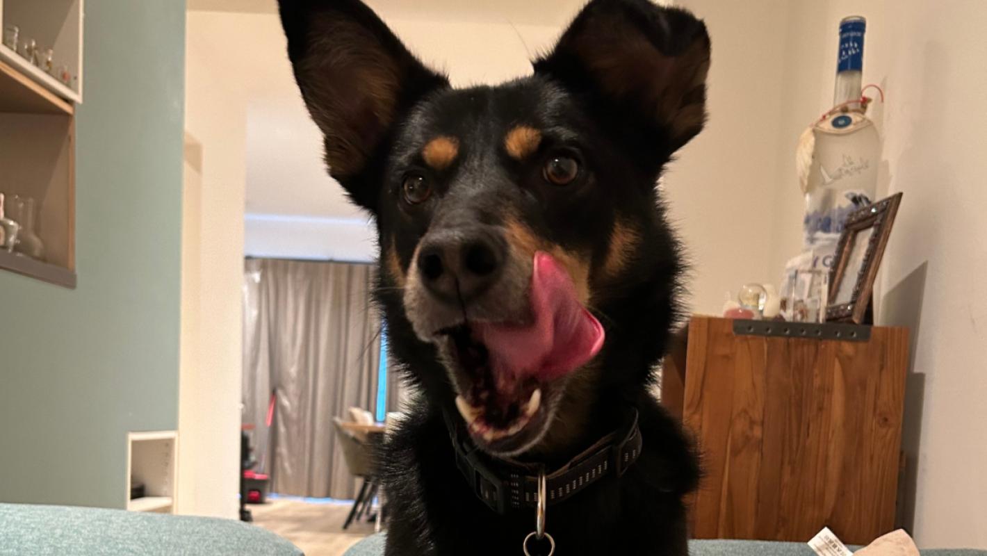 Ollie