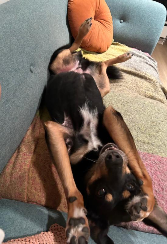 Ollie