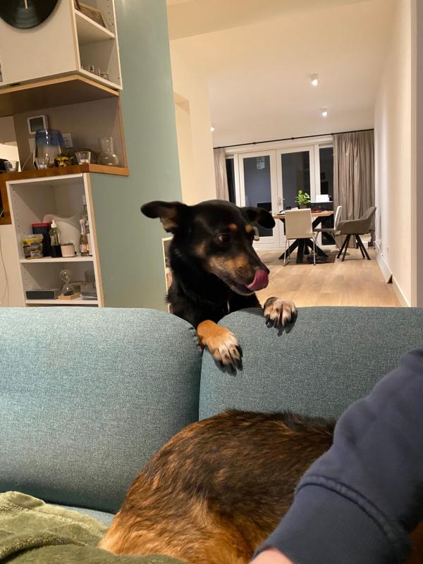 Ollie