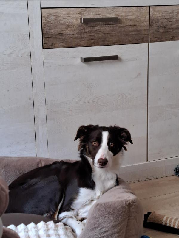 Odin