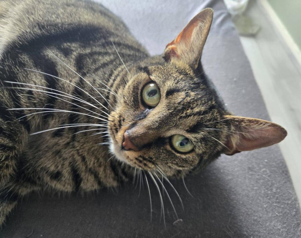 Bella