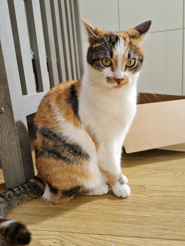 Ginny