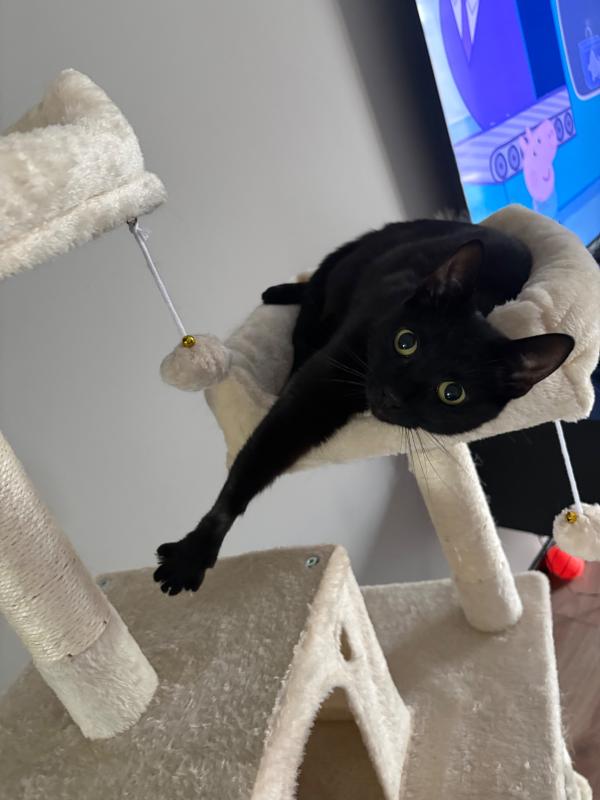 Pumba