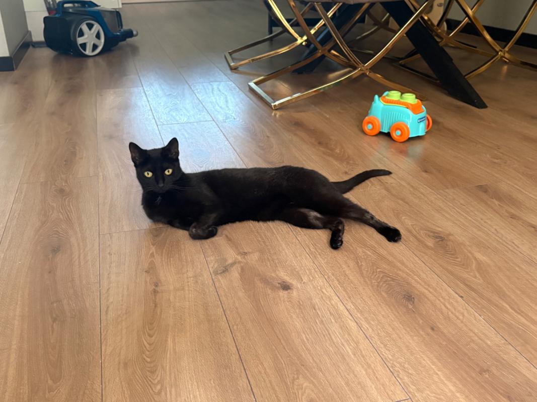 Pumba