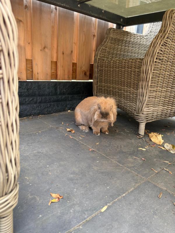 Bruintje