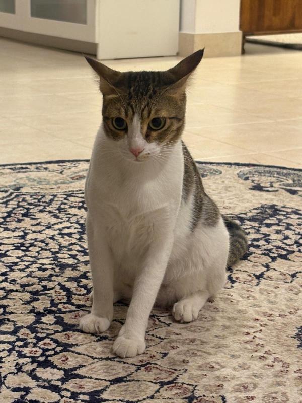 Noni