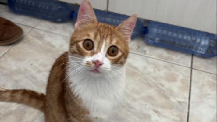 Soleo