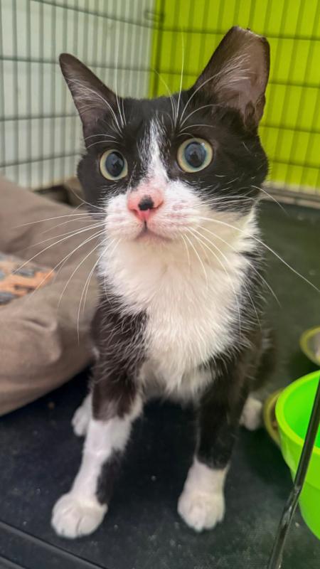 Miata
