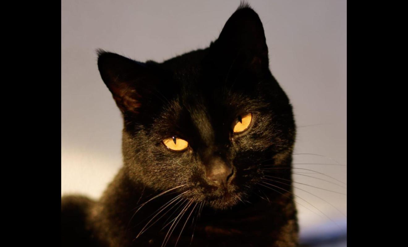 Onyx