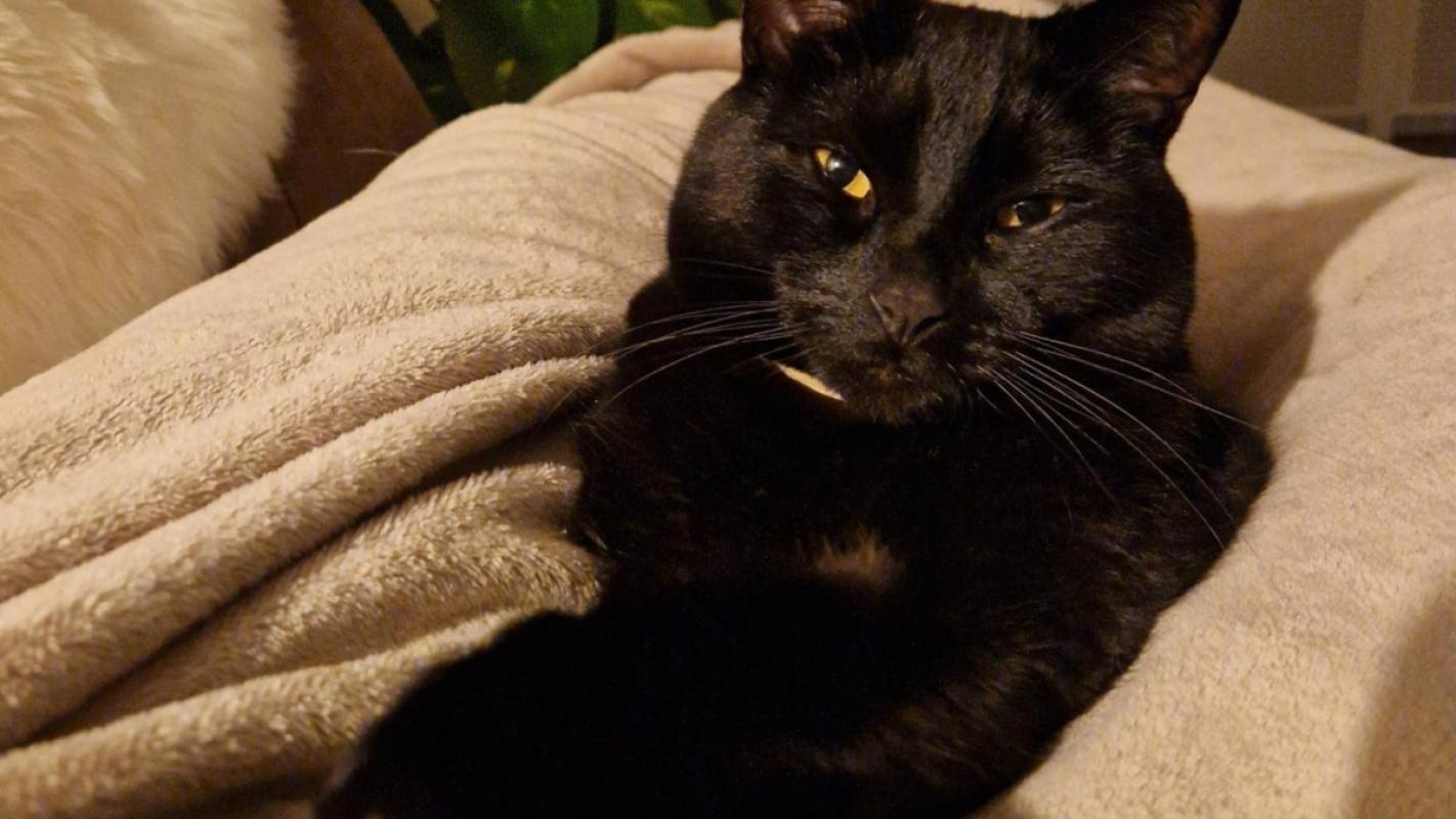 Onyx