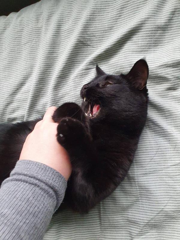 Onyx