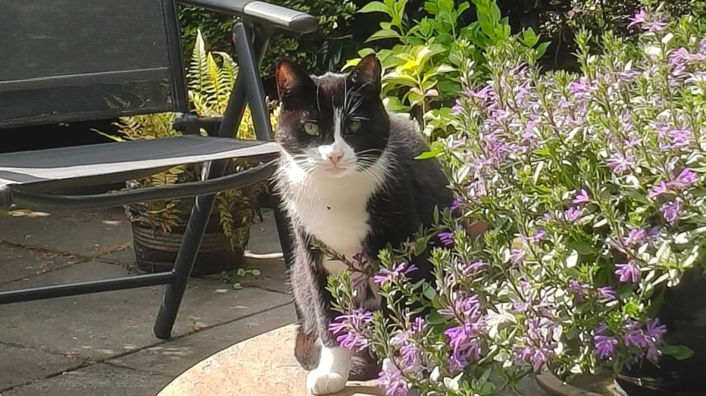 Mimi