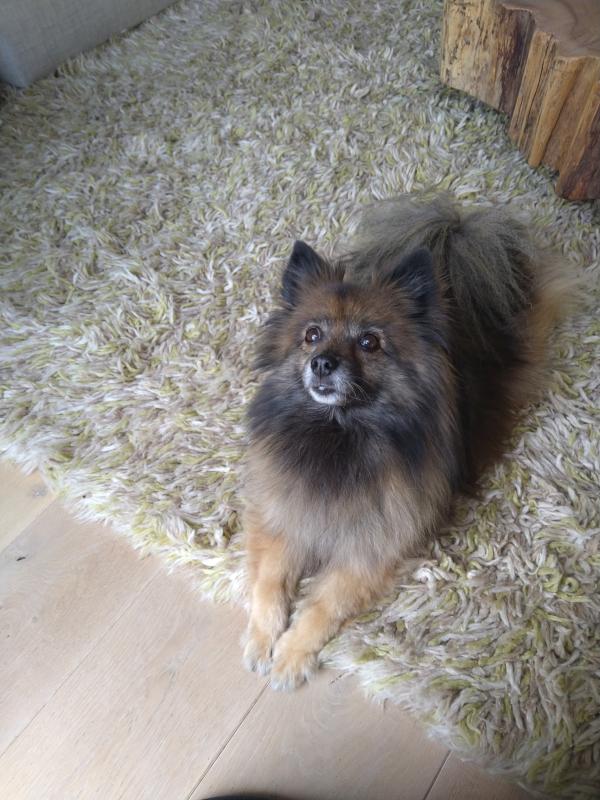 Evi
