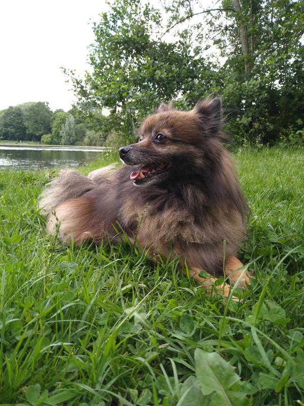 Evi