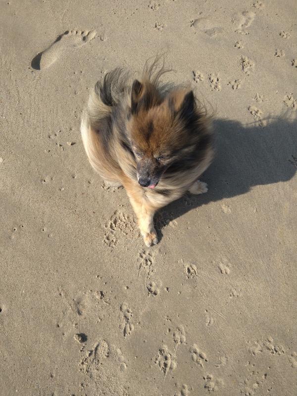 Evi