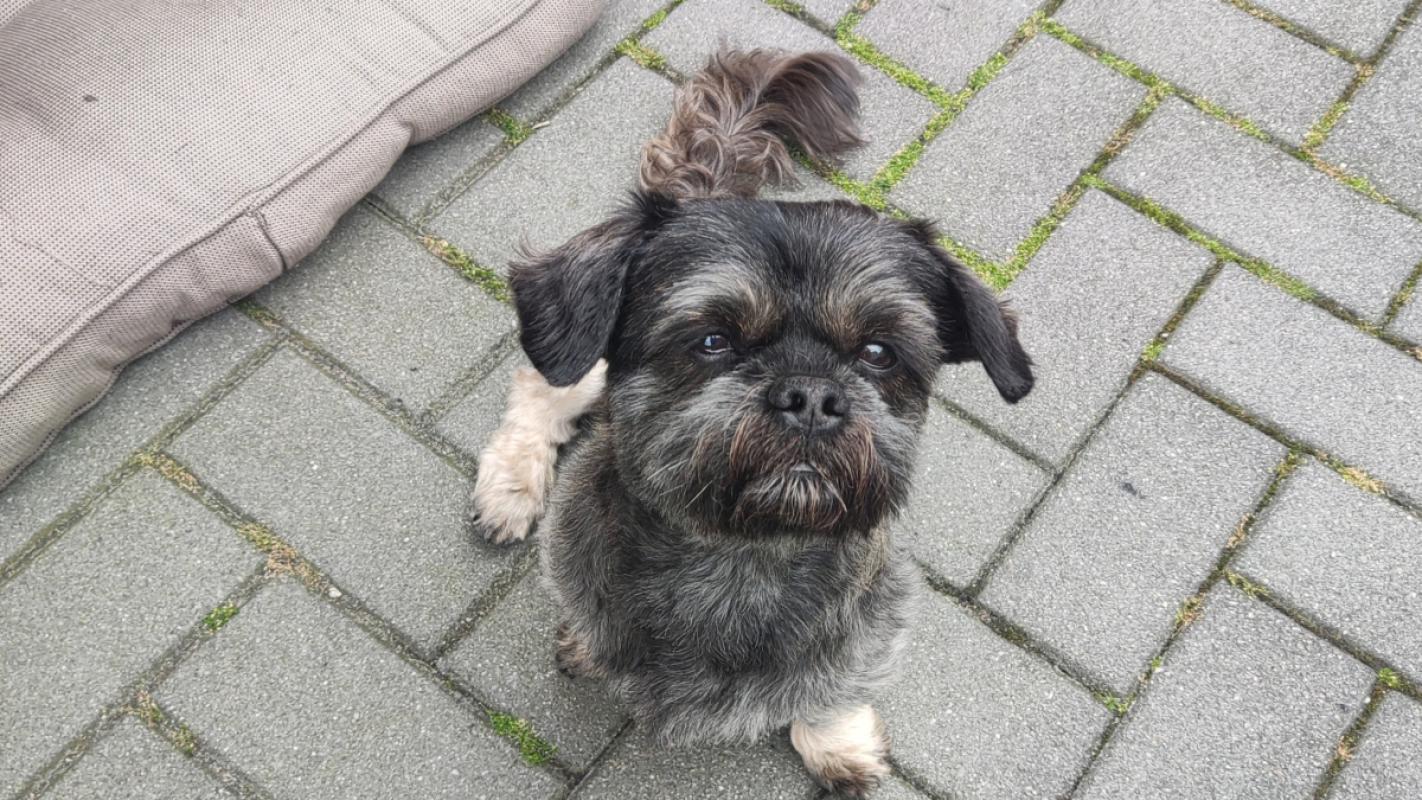 Mylo