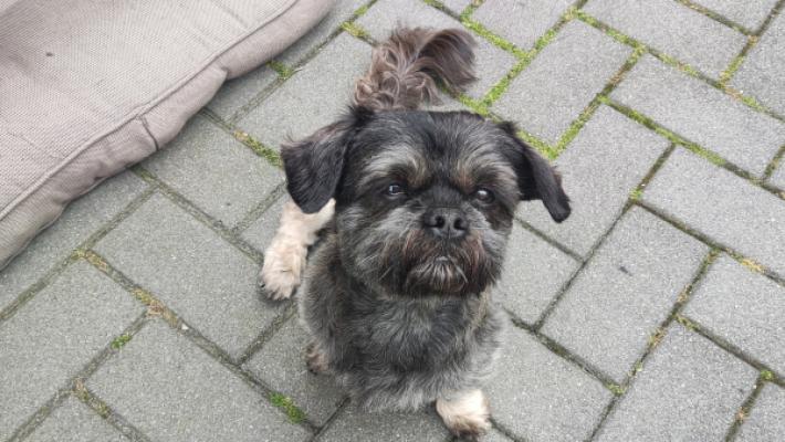 Mylo