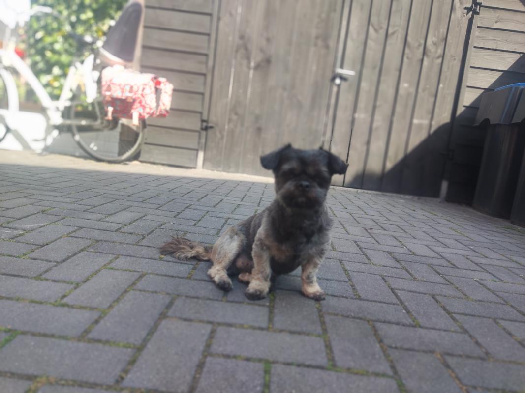 Mylo