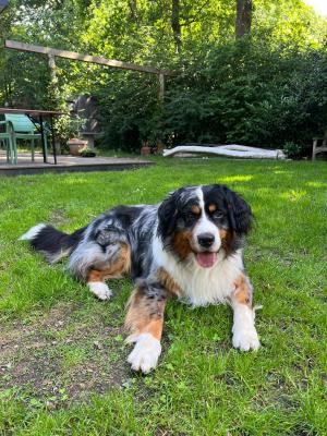 Buck