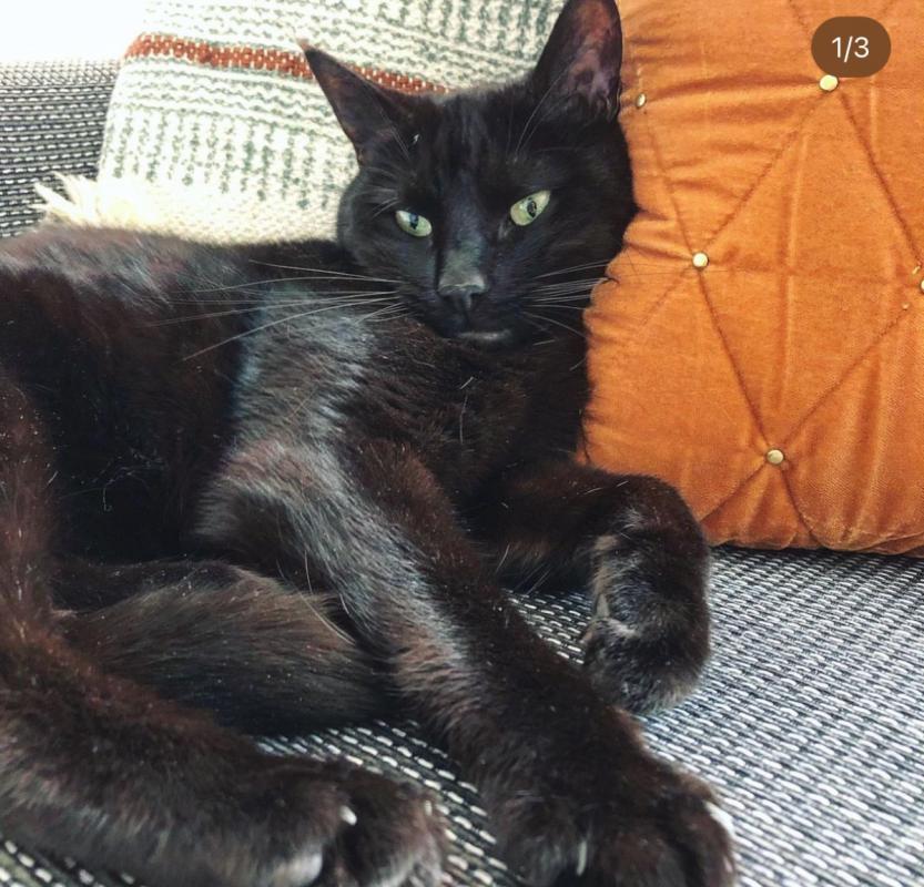 Nova