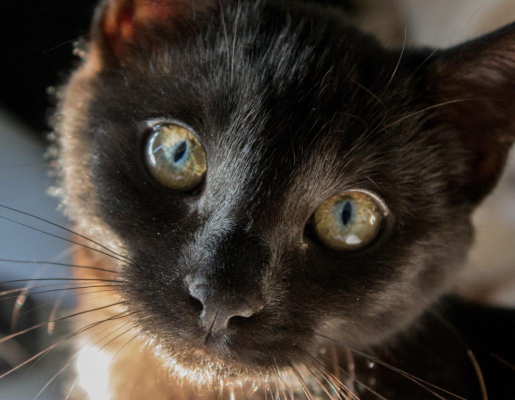 Nova