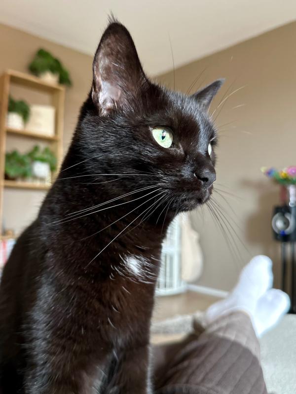 Nova
