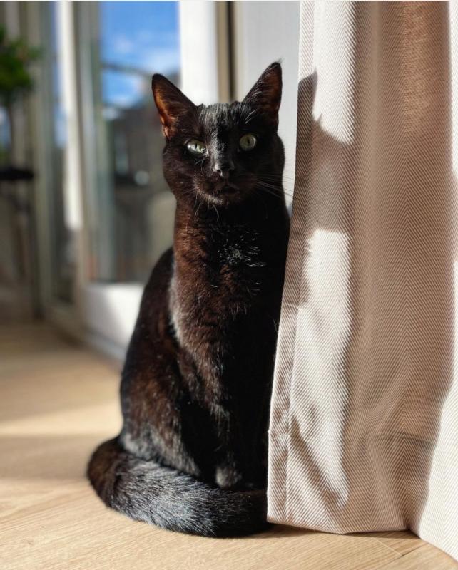 Nova
