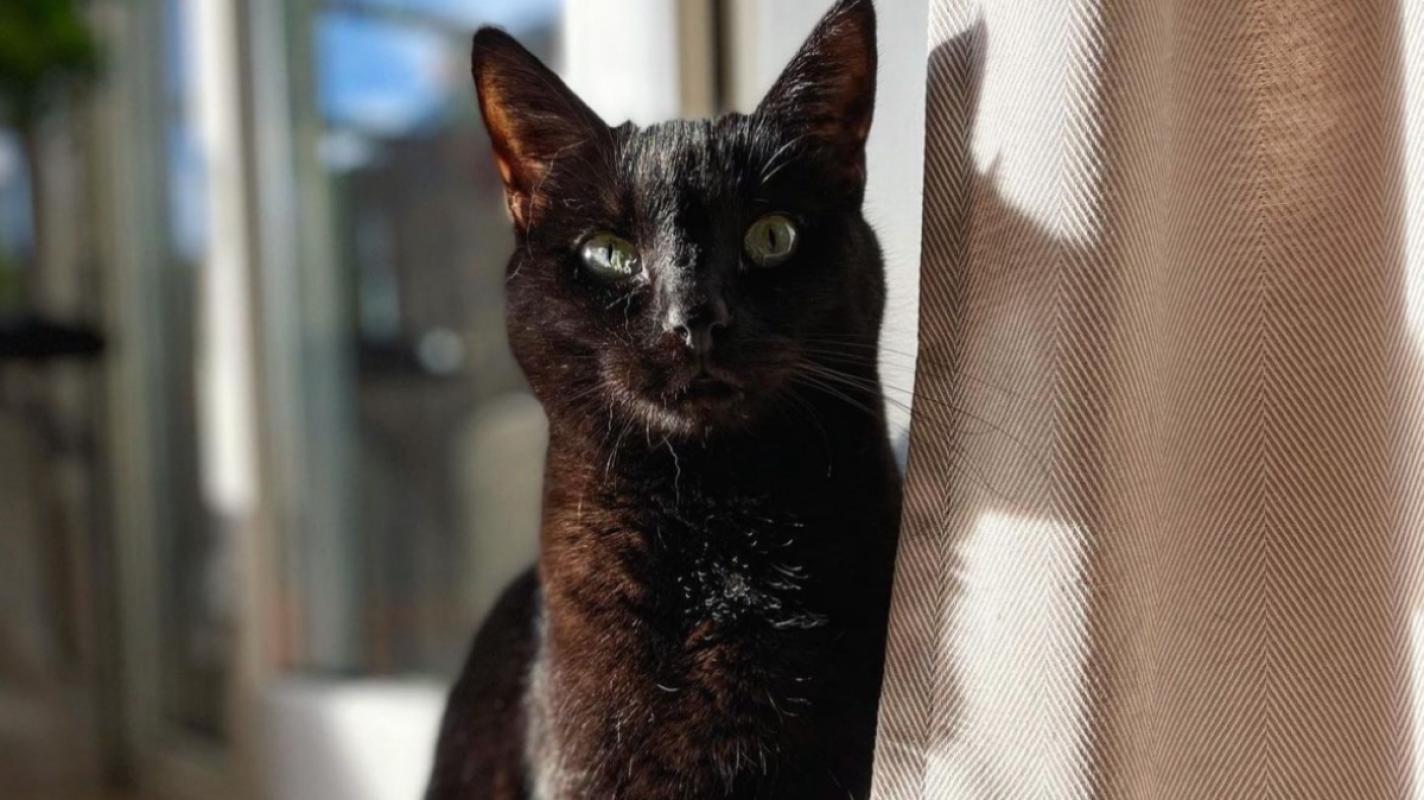 Nova