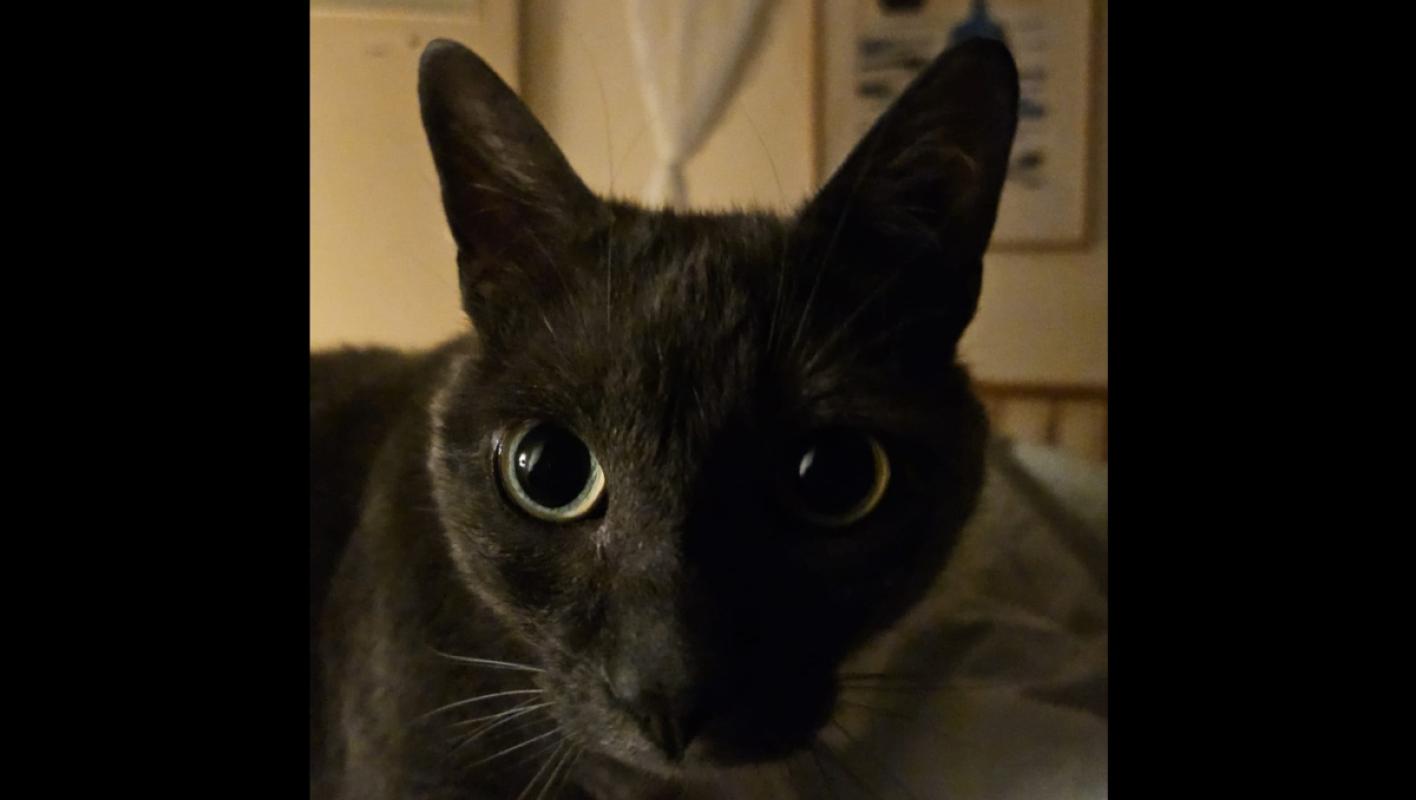 Pip