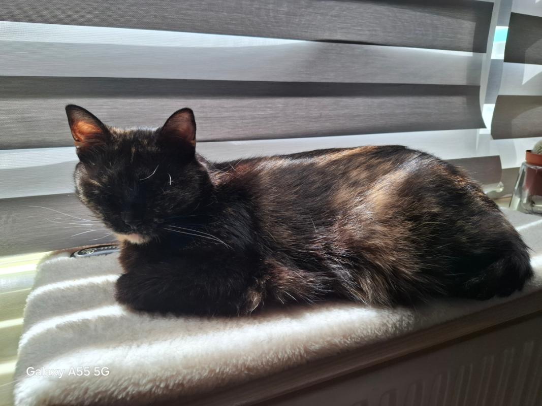 Missy
