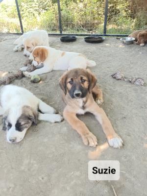 Suzie
