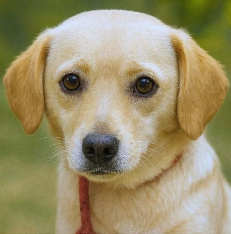 Tobytje