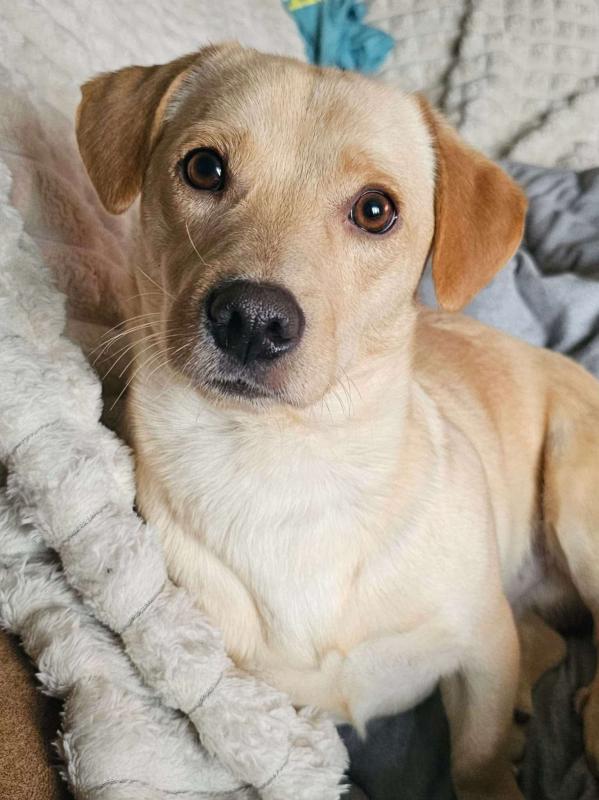 Tobytje