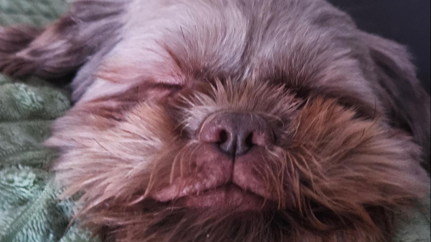 Bailey