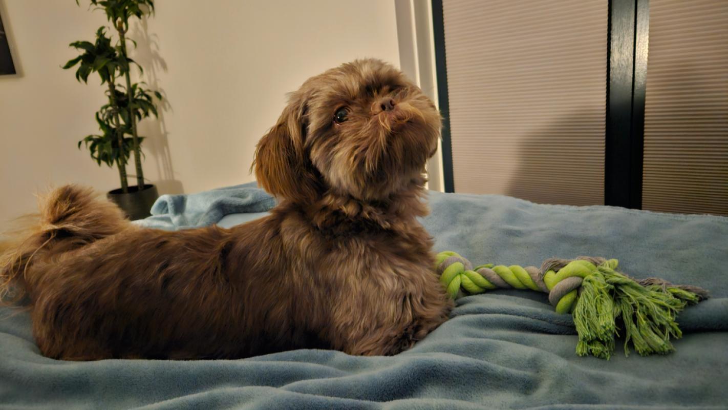 Bailey