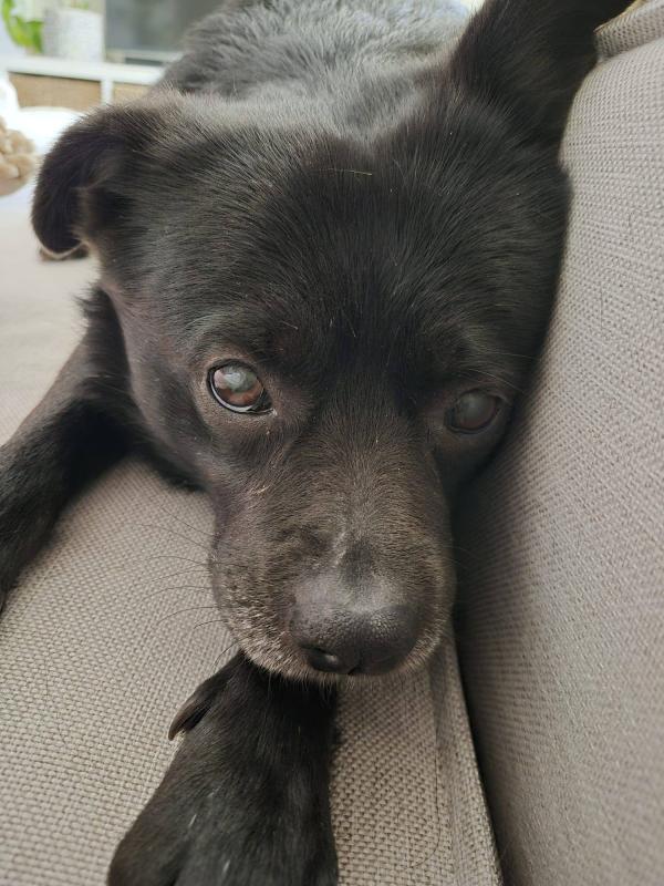 Dex