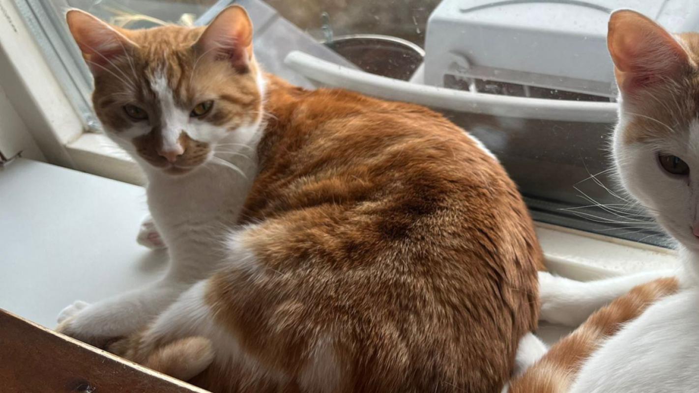Tijger