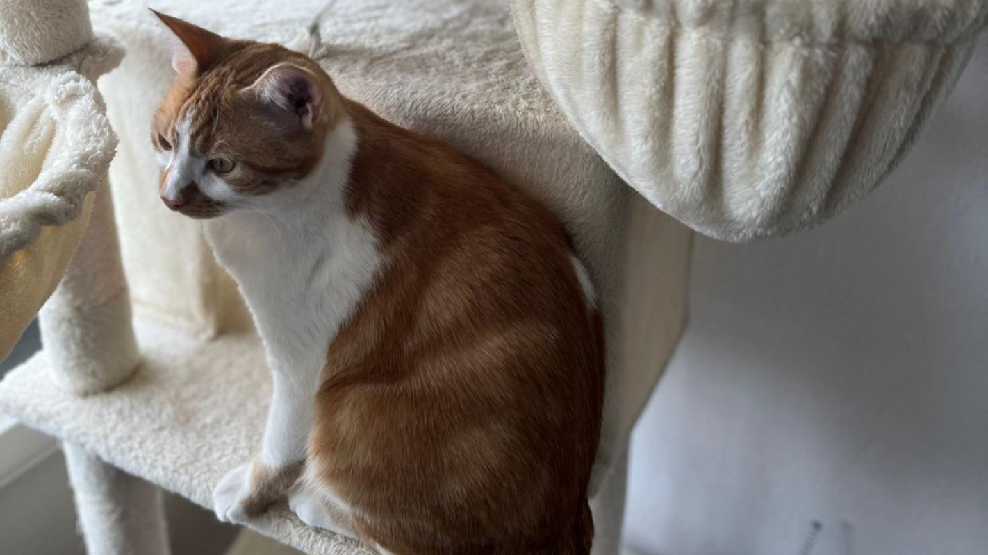 Tijger