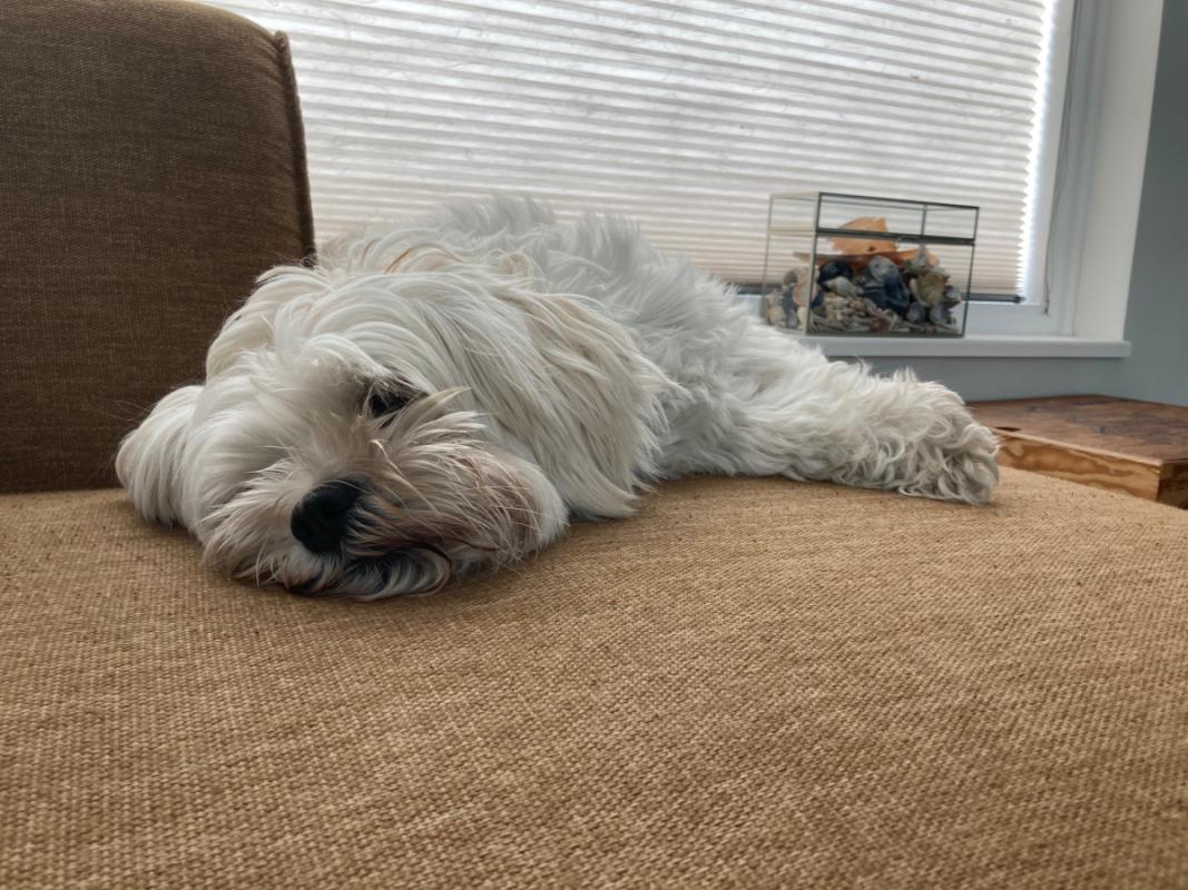 Sammie