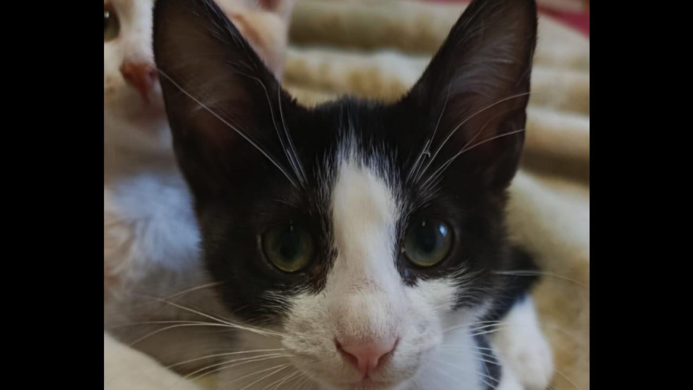 Darwin